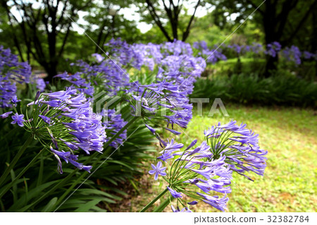 Hanafu紀念公園Tsurumi-Mura Agapanthus Hanafu紀念公園Tsurumi-Mura Agapanthus 32382784