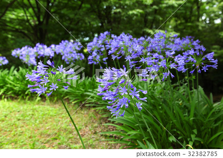 Hanafu Memorial Park Tsurumi-Mura Agapanthus Hanafu Memorial Park Tsurumi-Mura Agapanthus 32382785