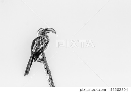 Southern yellow-billed hornbill on a branch. Southern yellow-billed hornbill on a branch. 32382804