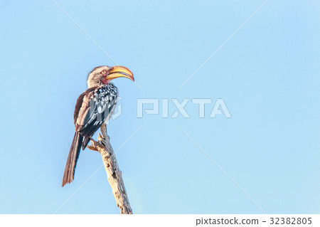 Southern yellow-billed hornbill on a branch. 32382805