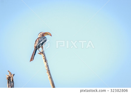 Southern yellow-billed hornbill on a branch. 32382806