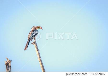 Southern yellow-billed hornbill on a branch. 32382807