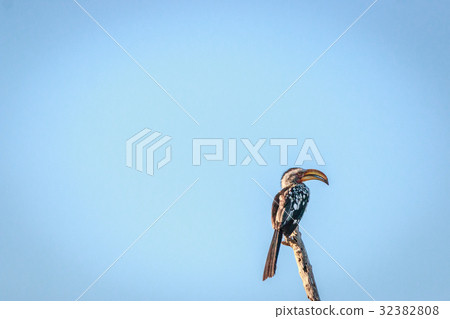 Southern yellow-billed hornbill on a branch. 32382808