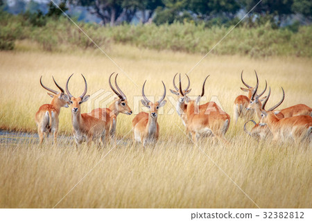 A herd of Lechwes looking around. 32382812