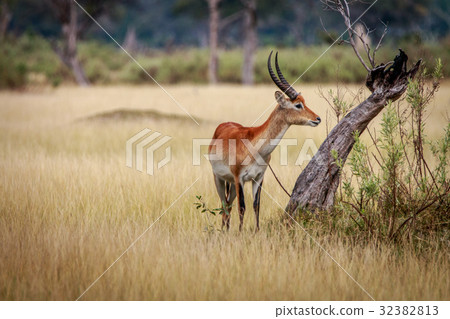 A Lechwe standing in the grass. 32382813