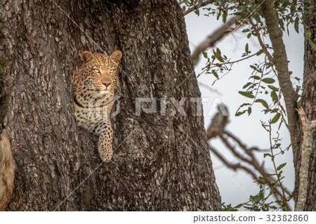 A female Leopard starring from a tree. A female Leopard starring from a tree. 32382860