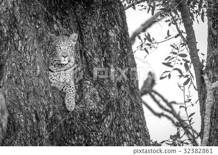 A female Leopard starring at the camera. A female Leopard starring at the camera. 32382861