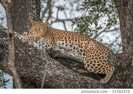 A female Leopard relaxing in a tree. A female Leopard relaxing in a tree. 32382878