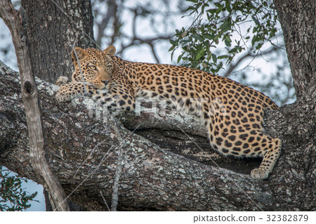 A female Leopard relaxing in a tree. 32382879