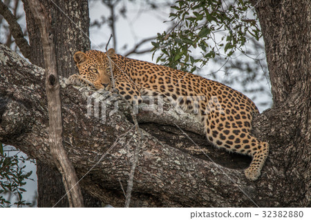 A female Leopard relaxing in a tree. 32382880