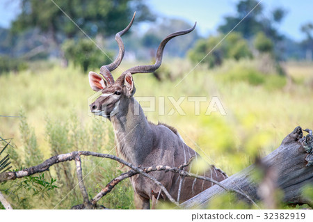 A beautiful male Kudu looking around. 32382919