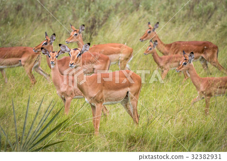 A herd of Impalas walking in the grass. A herd of Impalas walking in the grass. 32382931