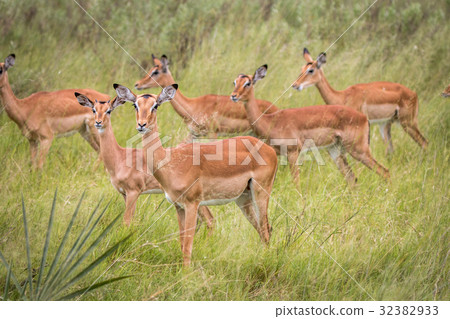 A herd of Impalas walking in the grass. A herd of Impalas walking in the grass. 32382933