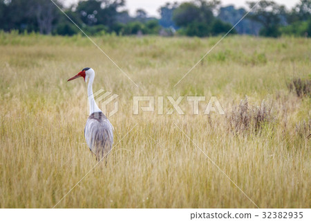 A Wattled crane walking in the grass. 32382935