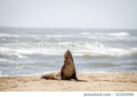 Cape fur seal starring at the camera. 32383006