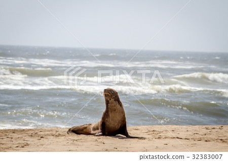 Cape fur seal starring at the camera. 32383007