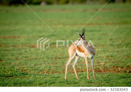 Side profile of a Springbok standing in the grass. Side profile of a Springbok standing in the grass. 32383043