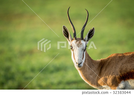 Close up of a Springbok starring at the camera. 32383044