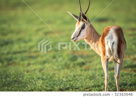 Side profile of a Springbok in Etosha. Side profile of a Springbok in Etosha. 32383046