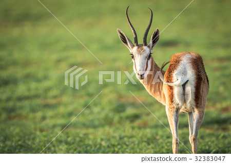 Springbok looking back at the camera. 32383047