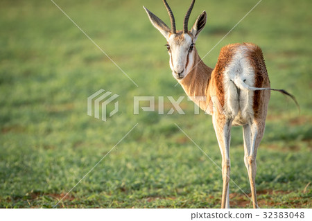 Springbok looking back at the camera. 32383048