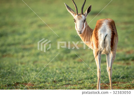 Springbok looking back at the camera. Springbok looking back at the camera. 32383050