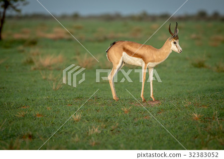 Springbok standing in the grass. 32383052