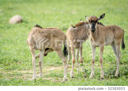 3 Blue wildebeest calves standing in the grass. 32383053
