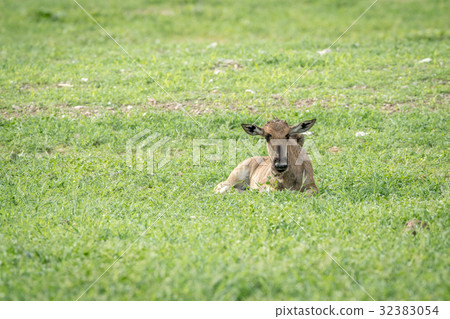 Blue wildebeest calf laying in the grass. Blue wildebeest calf laying in the grass. 32383054