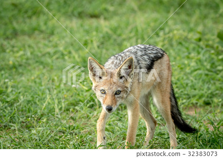 Black-backed jackal standing in the grass. Black-backed jackal standing in the grass. 32383073