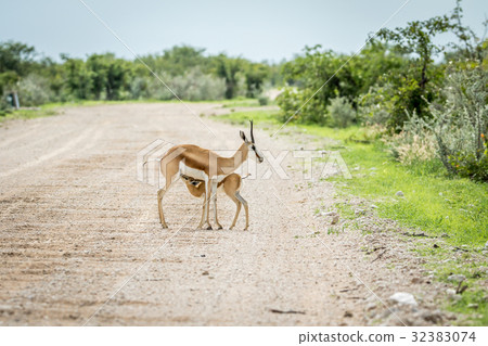 Young Springbok calf suckling on a gravel road. Young Springbok calf suckling on a gravel road. 32383074
