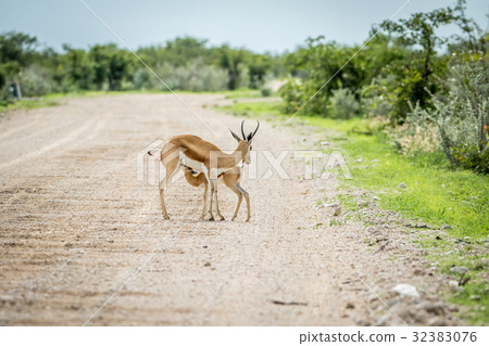 Young Springbok calf suckling on a gravel road. Young Springbok calf suckling on a gravel road. 32383076