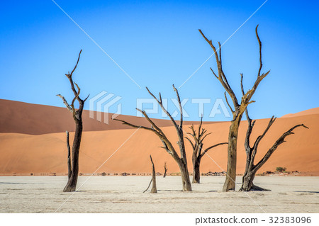 Dead trees in a salt pan in the Deadvlei. Dead trees in a salt pan in the Deadvlei. 32383096