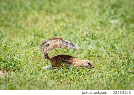 Ground squirrel running in the grass. Ground squirrel running in the grass. 32383106