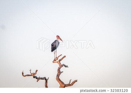 Marabou stork standing in a dead tree. Marabou stork standing in a dead tree. 32383120