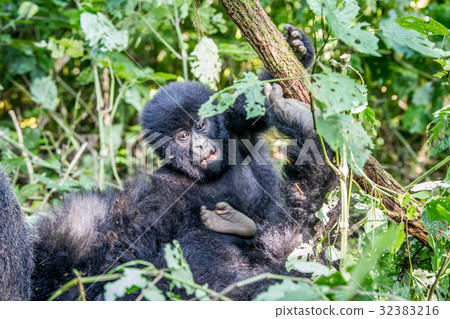 Close up of a baby Mountain gorilla. Close up of a baby Mountain gorilla. 32383216