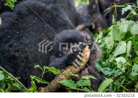 Close up of a baby Mountain gorilla. Close up of a baby Mountain gorilla. 32383218