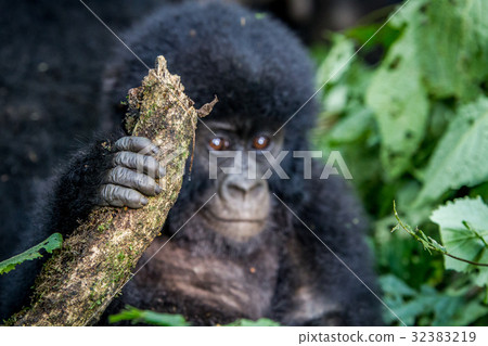 Close up of the hand of a baby Mountain gorilla. 32383219