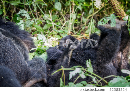 Baby Mountain gorilla playing with his family. Baby Mountain gorilla playing with his family. 32383224