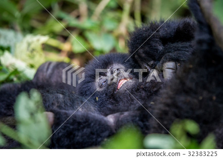 Close up of a baby Mountain gorilla. Close up of a baby Mountain gorilla. 32383225