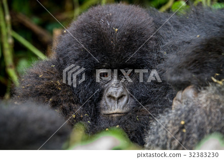 Close up of a baby Mountain gorilla. 32383230