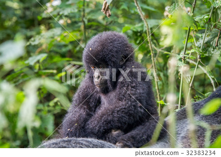 Close up of a baby Mountain gorilla. Close up of a baby Mountain gorilla. 32383234