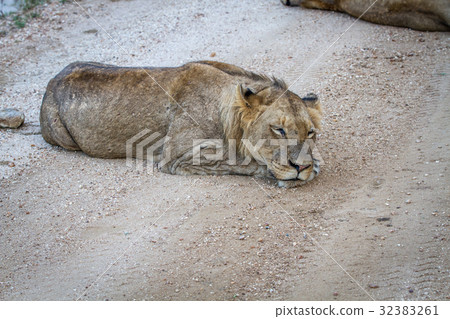 Young male Lion sleeping on a dirt road. 32383261