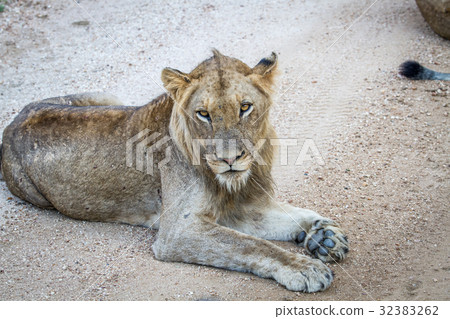 Young male Lion laying on a dirt road. Young male Lion laying on a dirt road. 32383262