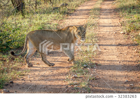 Big female Lion walking on a dirt road. Big female Lion walking on a dirt road. 32383263