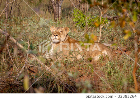 Big female Lion laying in the grass. Big female Lion laying in the grass. 32383264
