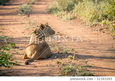 Big female Lion laying on a dirt road. 32383265