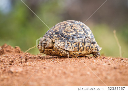 Close up of a Leopard tortoise on dirt. Close up of a Leopard tortoise on dirt. 32383267