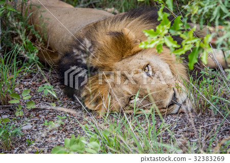 Big male Lion laying in the bush. Big male Lion laying in the bush. 32383269