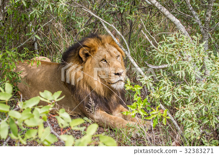 Big male Lion laying in the bush. 32383271